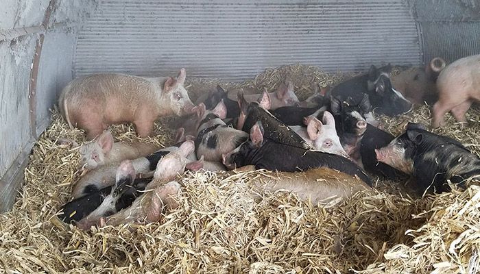 Chad's pigs staying warm in bedding 
