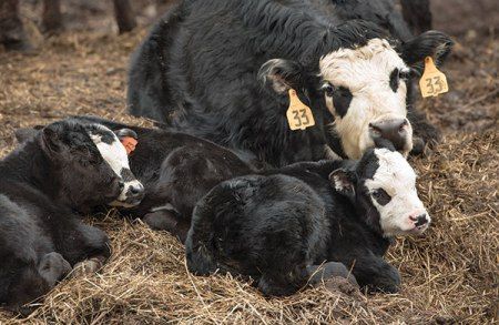 baby calves