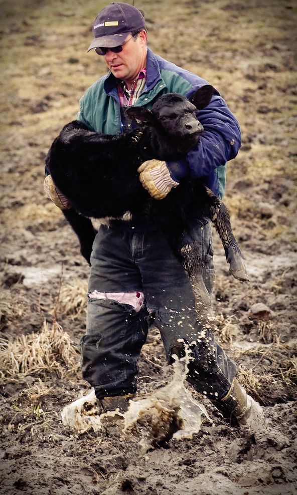 A farmer saves a newborn calf from deep mud in a pasture near Albia last spring.