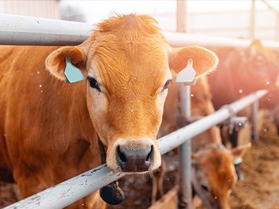 Livestock Risk Protection: Protecting your Owned Livestock Revenue Webinar