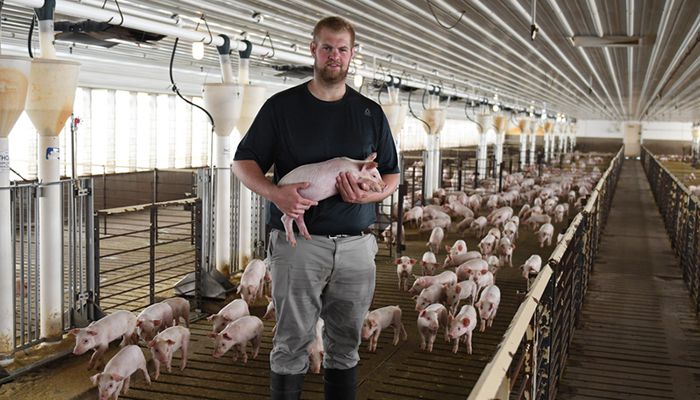 What four Iowa farmers want you to know about pig farming
