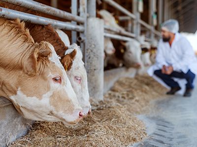 Theileriosis in Iowa, an update on the disease being spread by the Asian Longhorned Tick