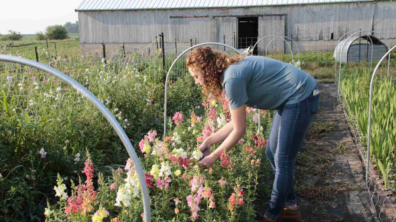 Flower farm harvesting flower farmer in Iowa