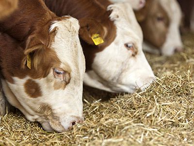 2024 Cattle Market Update and Outlook Webinar