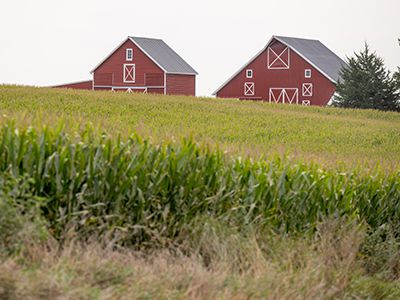 Utilizing Livestock Risk Protection Alongside Record Cattle Prices Webinar