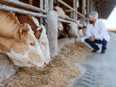 Assistance for Livestock Producers Experiencing Hardships