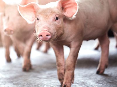 Fall 2023 U.S. Pork Industry Update and Outlook with the National Pork Producers Council