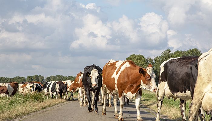 Trespassing Livestock