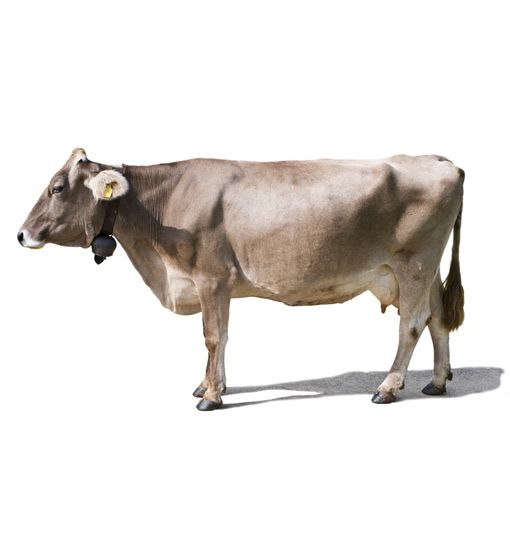 cow