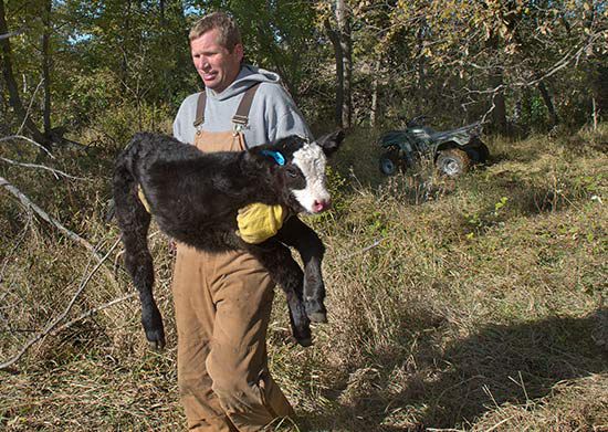 Farmer carrying calf.