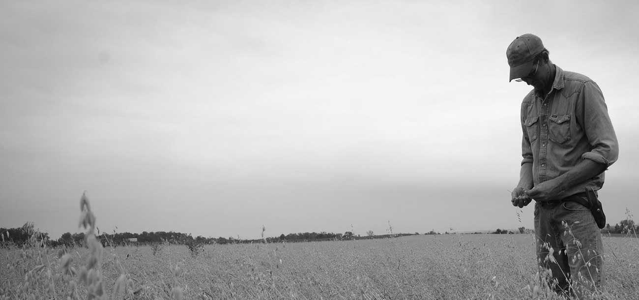 Farmer inspecting soy.