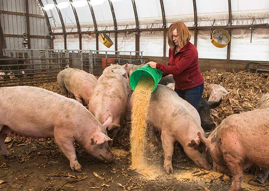Farmer feeding her hogs.