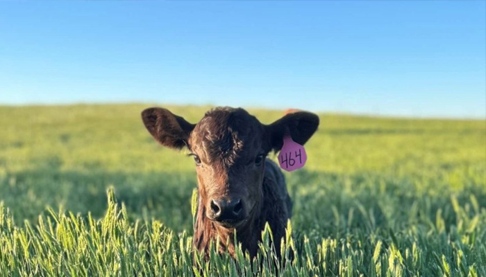 World Beef Trade