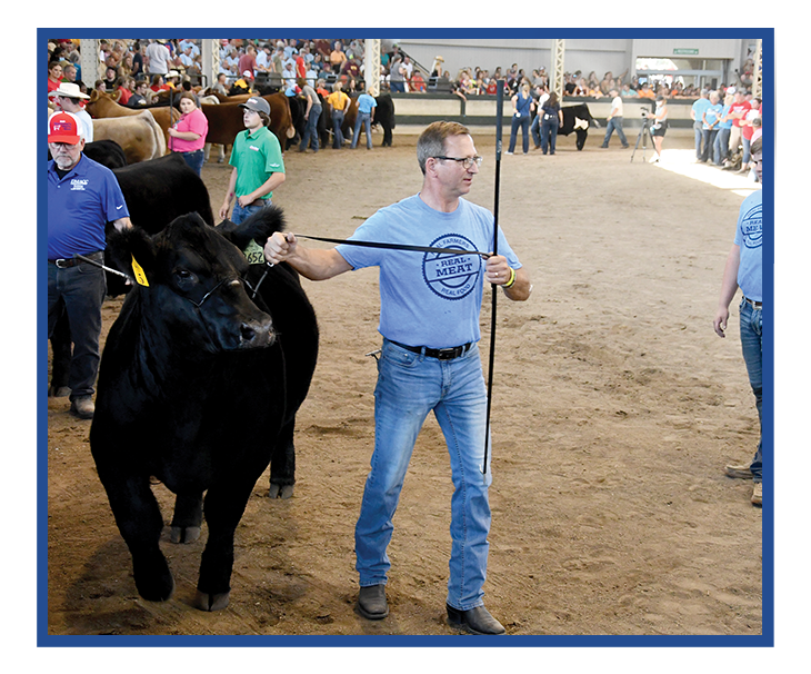 steer show