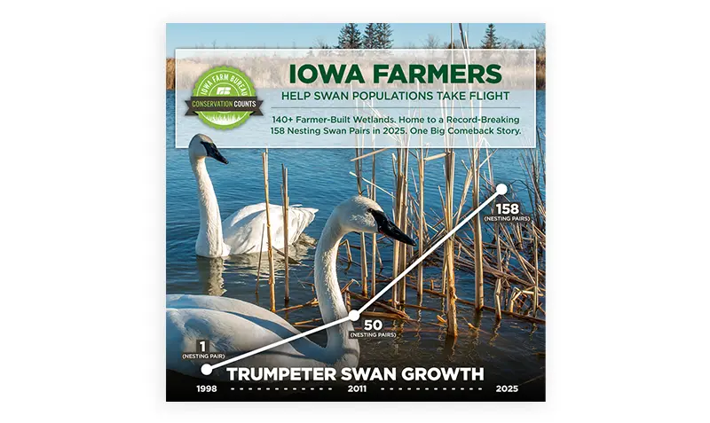 Iowa Farmers Help Swan Populations Take Flight
